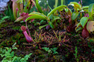 Sundew close-up representative of plant predators