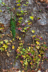 Background photo of an overgrown wall with vines in the spring