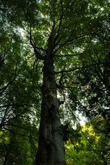 The natural landscape of the surrounding lush vegetation. Backlit beech forest in autumn in Grevolosa, Catalonia Spain.  Beech power