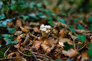 Close-up photo, the Gorron (Roridomyces roridus) is a non-edible mushroom, in the beech forest in the autumn season.
