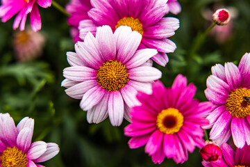 Obraz premium pink flowers
