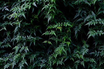 nature green leaves wall texture, background image