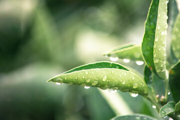 water drops on a green leaf