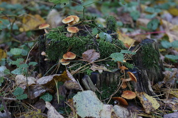 stump with mushrooms