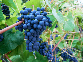 Ripe bunches of grapes, close up. Garden vineyard, fresh berries, fruit harvest.