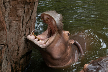 Close up Hippopotamus Mouth
