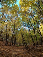 Fototapeta premium Autumn forest scenery with road of fall leaves warm light illumining the gold foliage. Footpath in scene autumn forest nature. Vivid october day in colorful forest, maple autumn trees road fall way