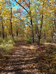 Obraz premium Autumn forest scenery with road of fall leaves warm light illumining the gold foliage. Footpath in scene autumn forest nature. Vivid october day in colorful forest, maple autumn trees road fall way