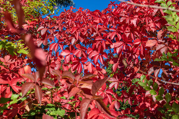 Virginia creeper (Parthenocissus quinquefolia) in vibrant fall color on a sunny autumn day