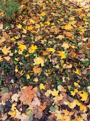 Autumn trees silhouettes reflection on the surface of the lake, blue sky