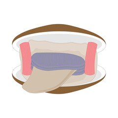 Morphology of the mollusk class Bivalvia. 