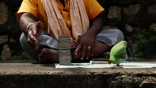 A tarot card reading parrot on the cage. Indian astrology. Forecasting concept 4K video footage