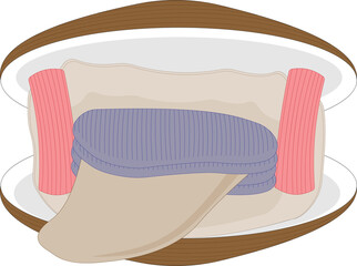 Morphology of the mollusk class Bivalvia. 