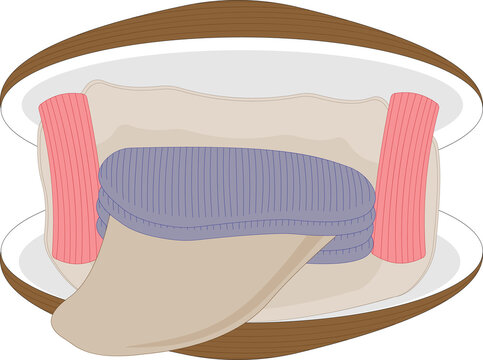 Morphology of the mollusk class Bivalvia. 