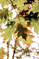 Between Summer and Autumn Leaves on a tree
