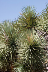 Green simple rosetted distally cuspidate proximally expanded glabrous linear leaves of Yucca...