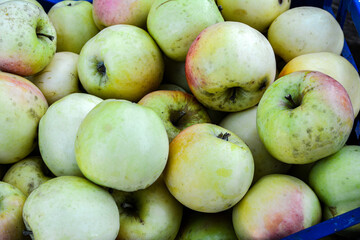 lots of freshly picked apples.