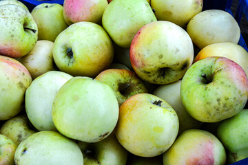 lots of freshly picked apples.
