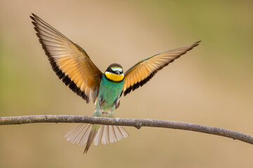 Bird - Bee-eaters (Merops apiaster)