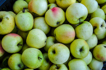 lots of freshly picked apples.
