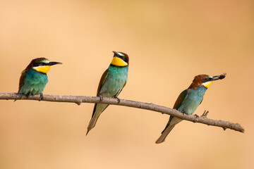 Bird - Bee-eaters (Merops apiaster)