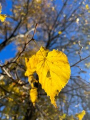 autumn falling leaves on the ground