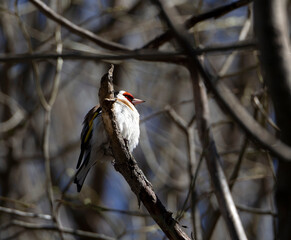 Goldfinch on a tree branch. Close-up. Sunny spring natural background with goldfinch.