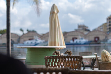 Two sparrows on a wicker chair in a restaurant.