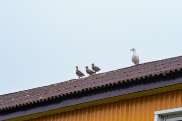 seagull and her chicks on the roof of a wooden house