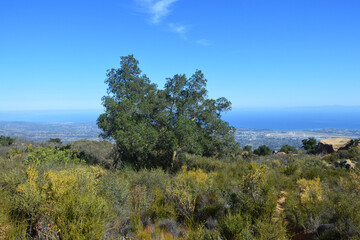 Fototapeta na wymiar View of Pacific Ocean from Santa Ynez Mountains, Los Padres National Forest