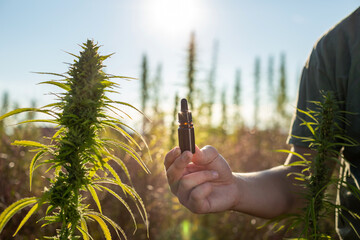 Hand holding a cbd dropper bottle between hemp plant flowers for oil production, close up shot.