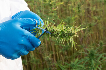 Scientist wearing white lab coat and protective blue gloves, holding small scissors and CBD hemp flower, close up shot.