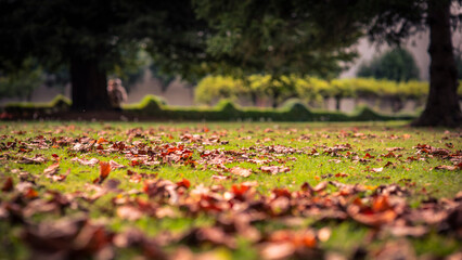 Suelo de césped con hojas durante el otoño en un parque urbano - obrazy, fototapety, plakaty