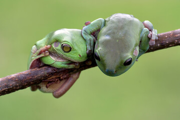 Dumpy frog with damaged eyes hanging on a tree branch