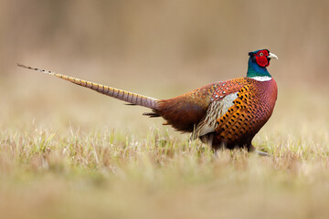 Birds - Common Pheasant (Phasianus colchicus) male - cock