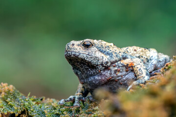 Fototapeta na wymiar The smooth-fingered narrow-mouthed frog ( kaloula baleata ) in the moss