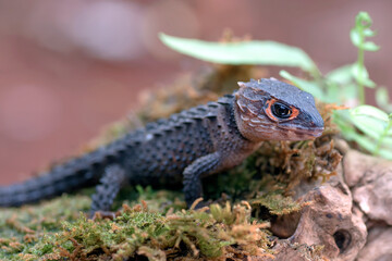 little dragon from east indonesia, crocodile skink