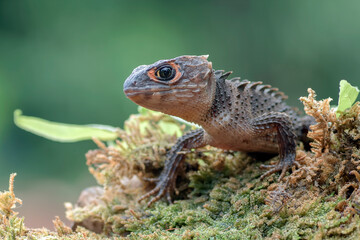 little dragon from east indonesia, crocodile skink