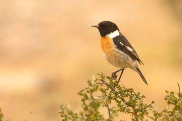 Fototapeta premium kląskawka (Saxicola rubicola)