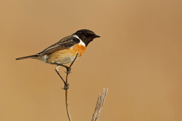 kląskawka (Saxicola rubicola)