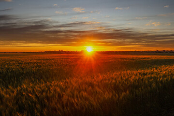 Plantação de trigo em desenvolvimento em propriedade rural, em Campo Mourão, na Região Centro-Oeste do Paraná. Na foto, plantação de trigo em desenvolvimento.