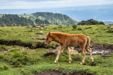 Wild horses along the road to San Andres de Teixido, A Coruna Province, Galicia, Spain