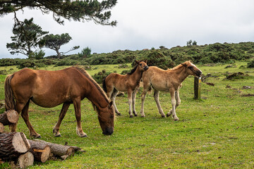Fototapeta na wymiar Wild horses eating grass at San Andres de Teixido in Galicia, Spain.