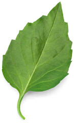 Fresh green leaf isolated on white background