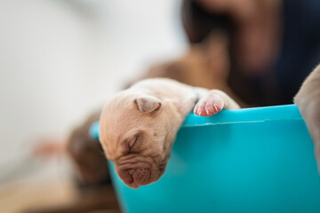 A brood of small purebred American Pit Bull Terrier puppies in a close-up studio.