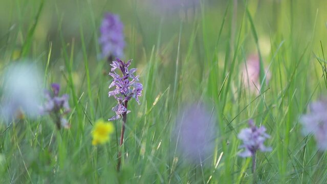 Heath-spotted orchid, Dactylorhiza maculata flowering on a summer evening in bog in Riisitunturi National Park