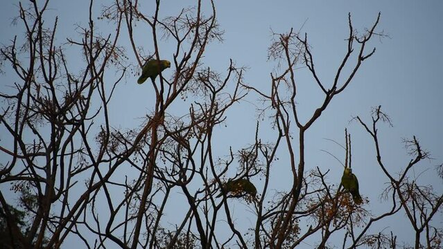 group of turquoise-fronted amazon (Amazona aestiva) feeding in the wild in Buenos Aires