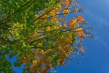 Fotobehang Closeup undershot of a colorful autumn tree under a clear blue sky with sun rays lening flare © Schlisiegrafie/Wirestock Creators
