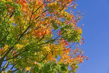 Fotobehang Closeup undershot of a colorful autumn tree under a clear blue sky, sun rays lening flare © Schlisiegrafie/Wirestock Creators