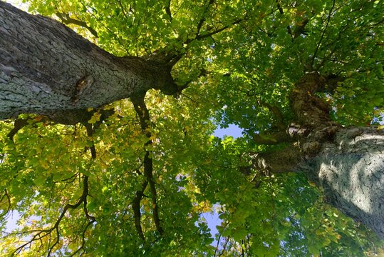 Undershot of tree tops with green leaves of chestnut trees in summer with blue sky